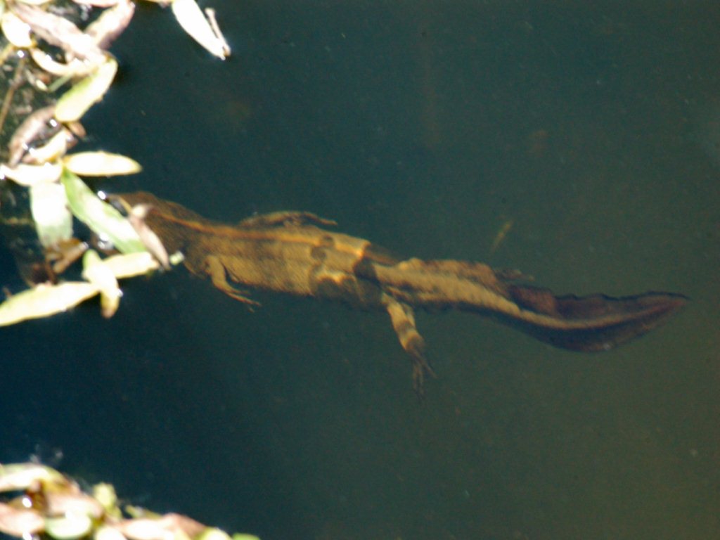 Un tritone da identificare - Triturus carnifex